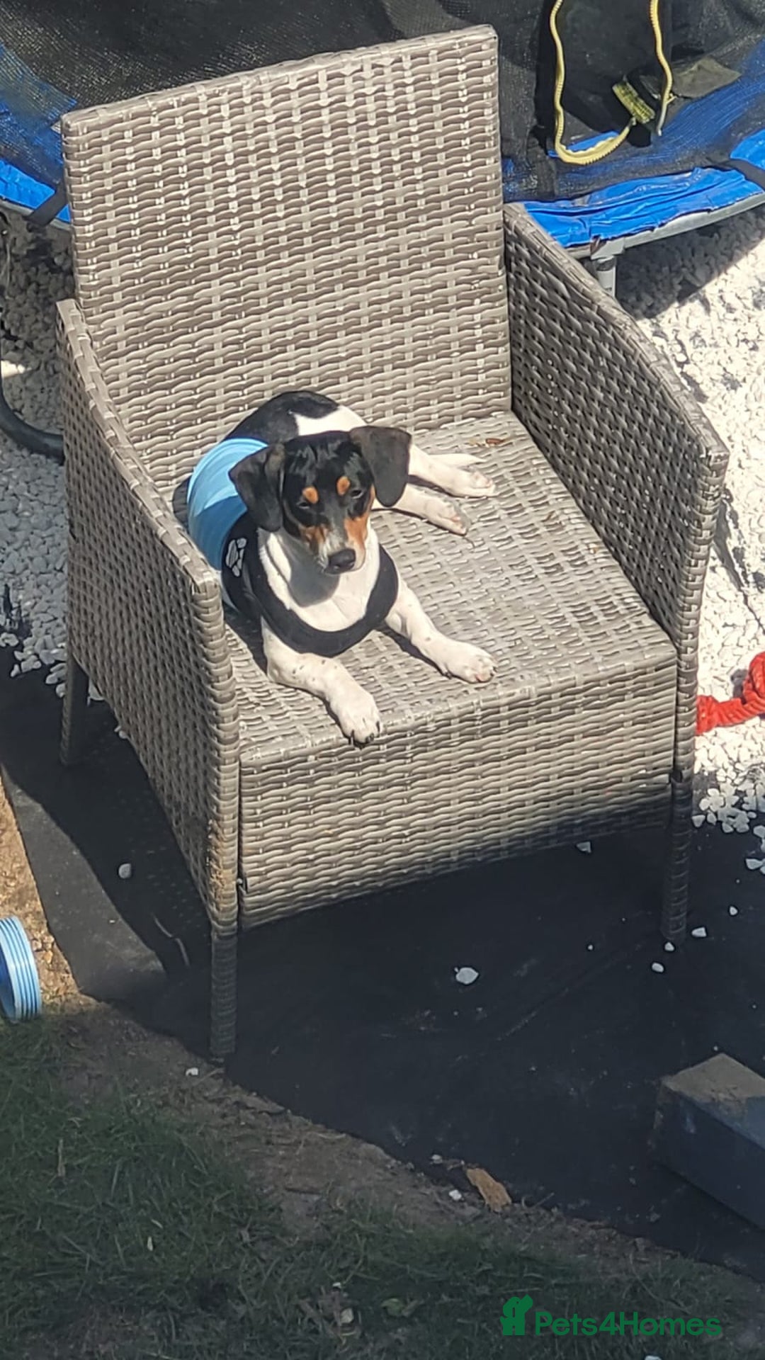 Mixed Breed dogs for sale: Jackshund puppy - Image 1