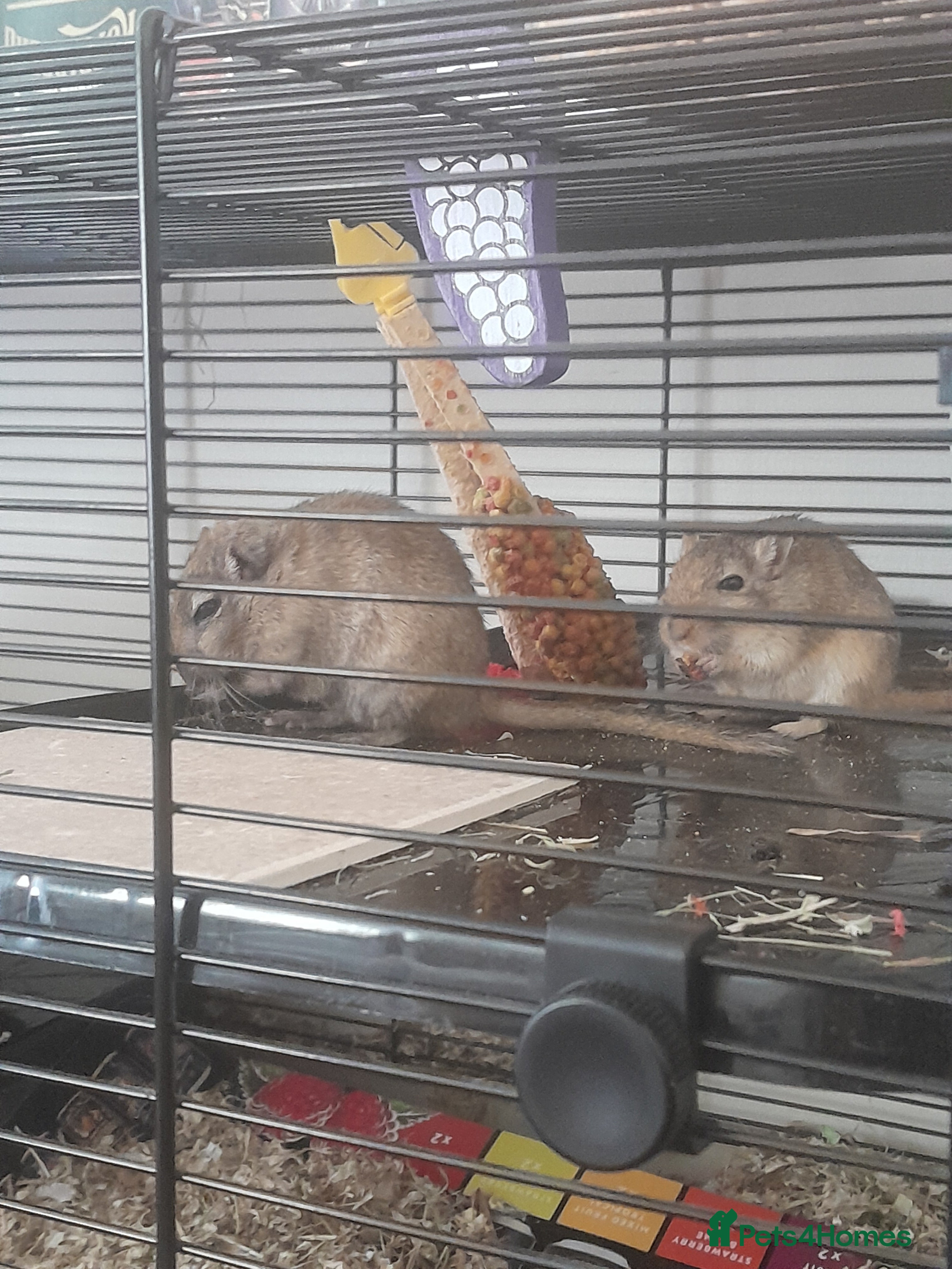 Gerbil rodents 2 Male Gerbils - Advert 1