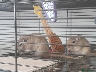 Gerbil rodents 2 Male Gerbils - Advert 2