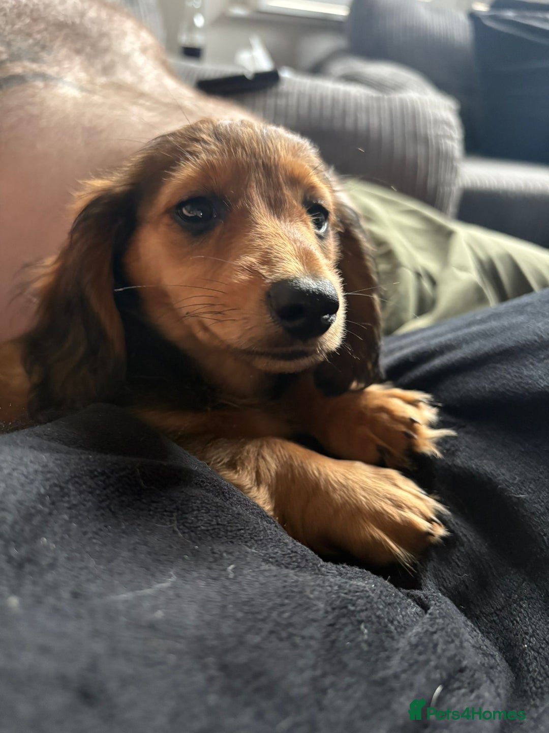 Miniature Dachshund dogs for sale: Long haired dachshund  - Image 8