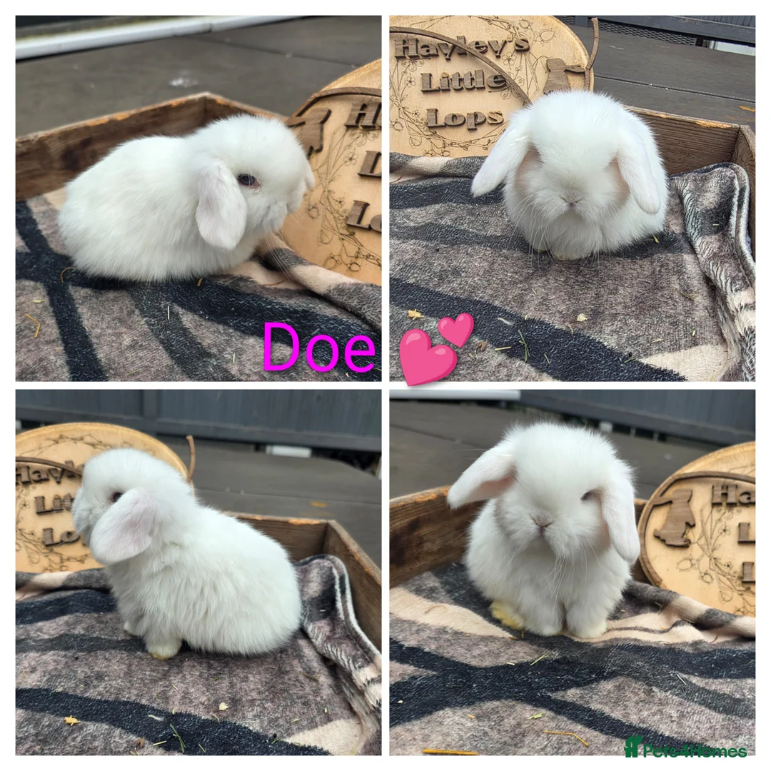 Mini Lop rabbits for sale: Gorgeous pure breed mini lops  - Advert 5