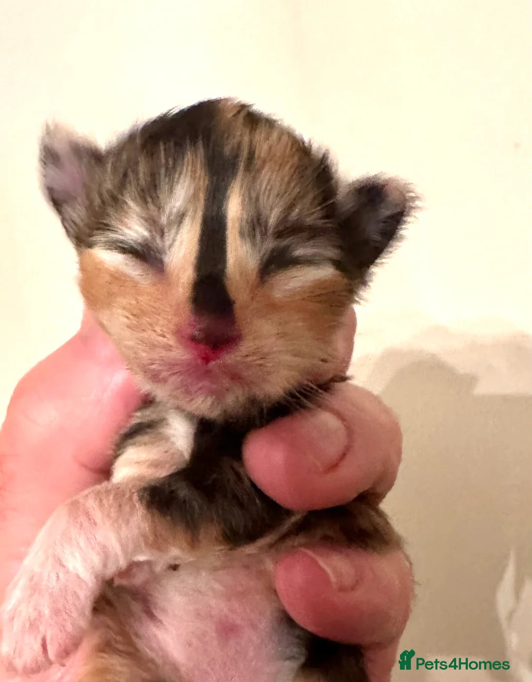 Ragcoon cats for sale: Ragdoll x Maine Coons - Advert 1