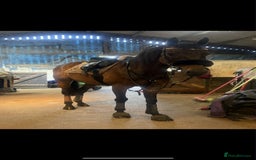 English Thoroughbred horses for sale: Remny - Teenagers fun project  - Image 1