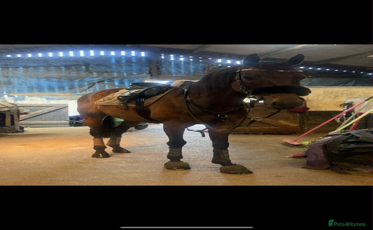 English Thoroughbred horses - Advert 2