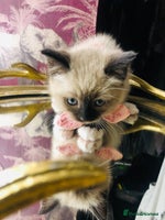 Ragdoll cats Ragdoll kittens - Advert 2