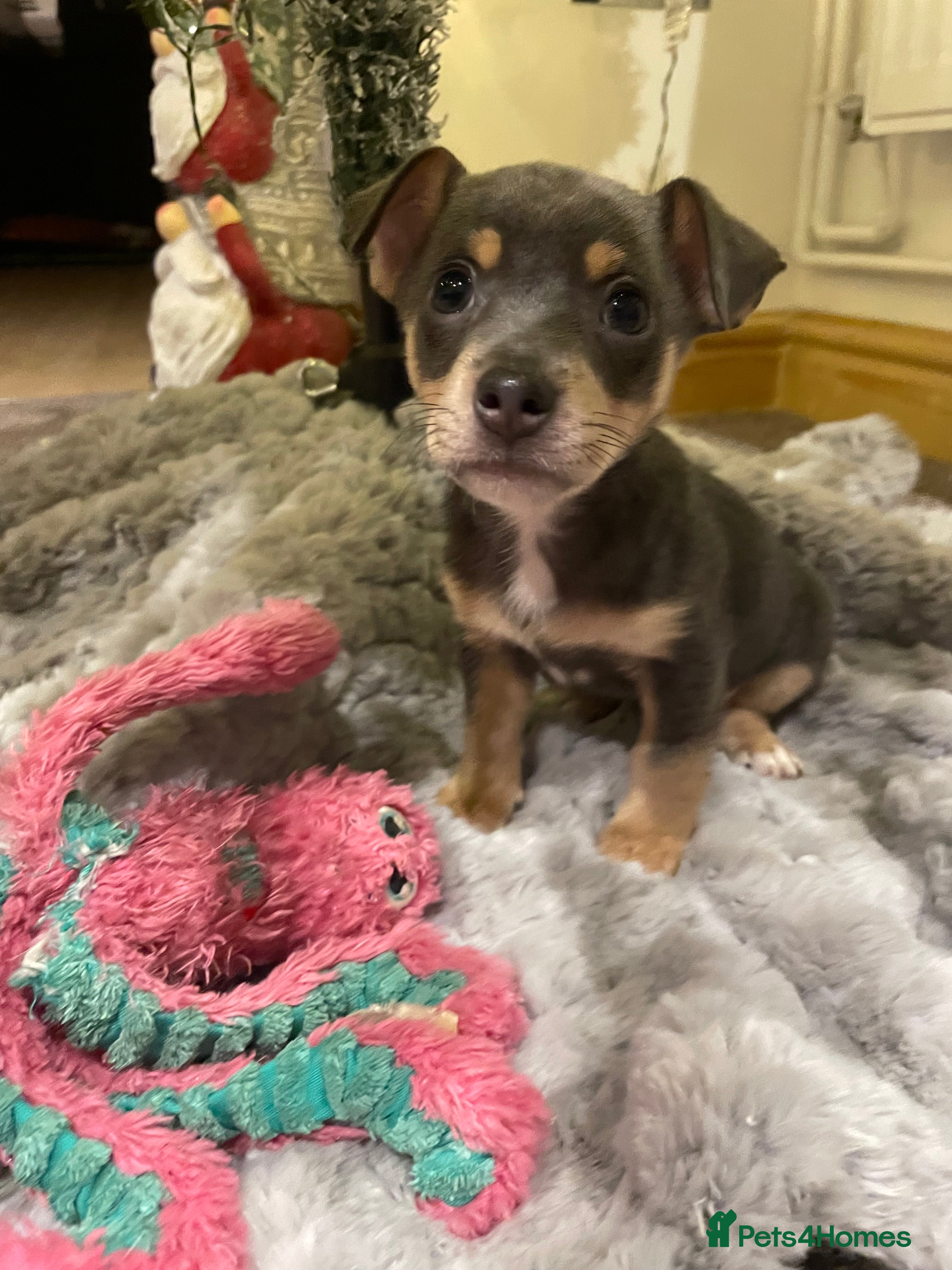 Jack Russell dogs Miniature Jack Russell Puppies  - Advert 1