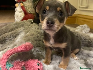 Jack Russell dogs Miniature Jack Russell Puppies - Advert 3