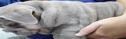 English Bulldog dogs for sale: MALE  - Advert 11