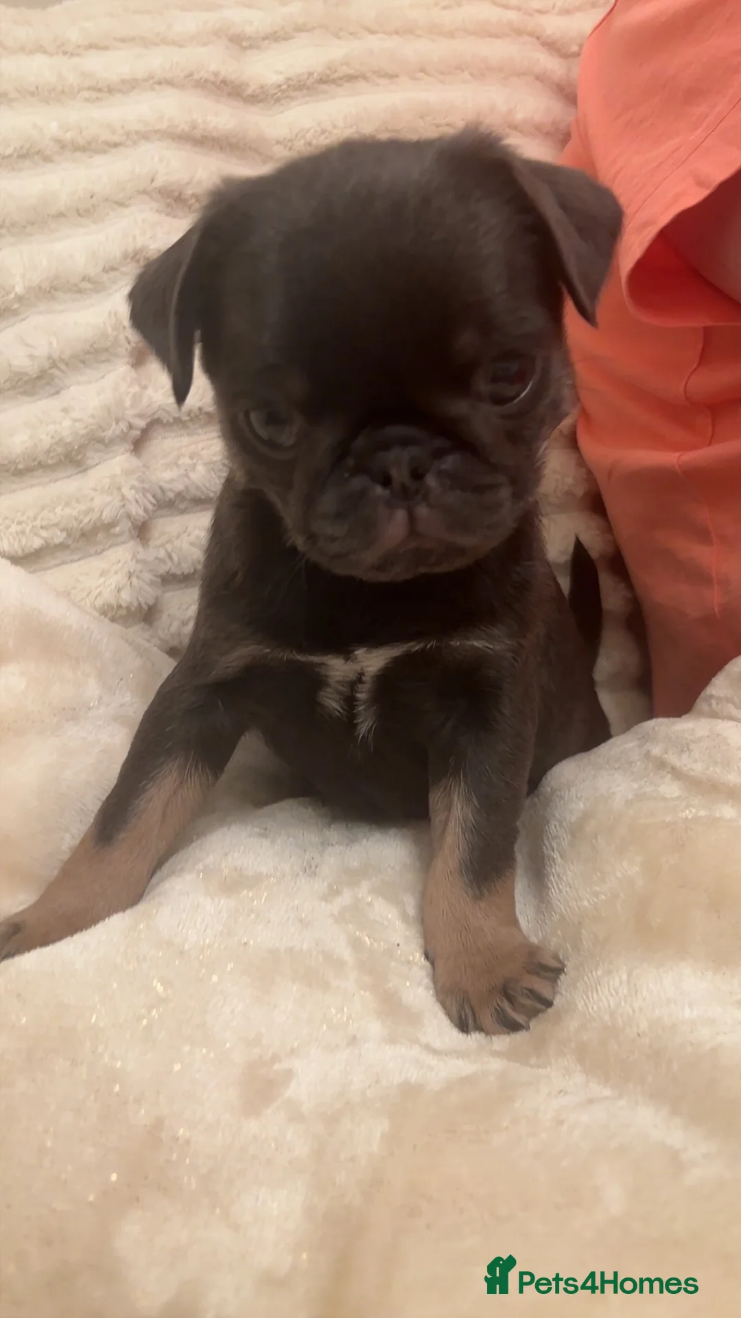 Pug dogs for sale: 1 blue tan girl  - Advert 6