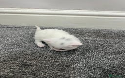 Mixed Breed cats for sale: Gorgeous kittens for sale - Image 12