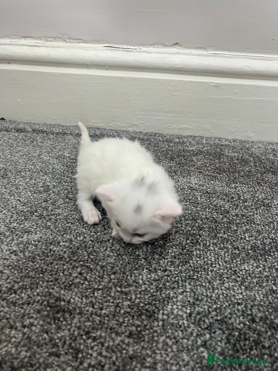 Mixed Breed cats for sale: Gorgeous kittens for sale - Image 12