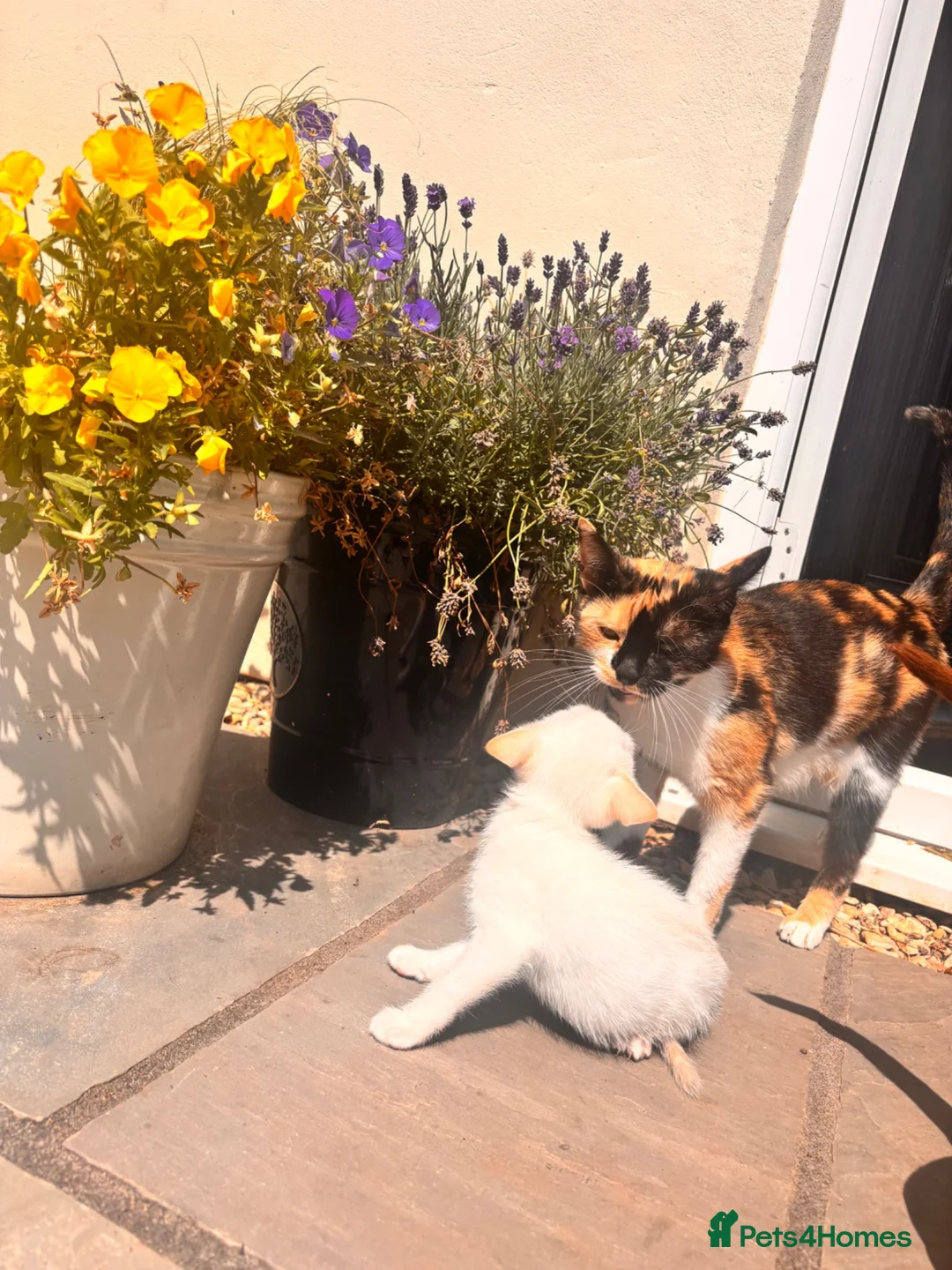 Mixed Breed cats for sale: 2 beautiful kittens available now  in Bristol - Advert 2