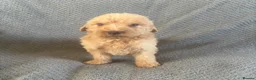 Labradoodle dogs for sale: Labradoodle Puppies  in Market Drayton - Advert 9