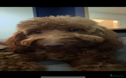 Mixed Breed dogs for sale: Cavapoo puppies  - Advert 13