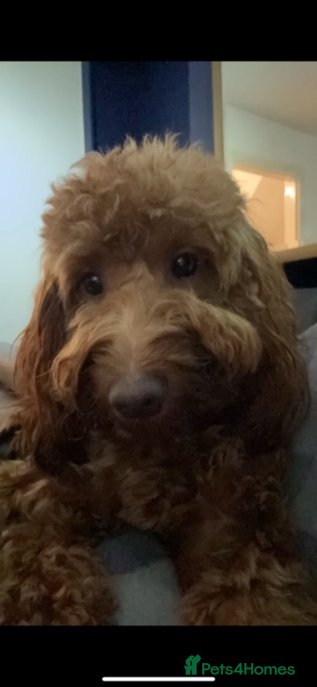 Mixed Breed dogs for sale: Cavapoo puppies  - Advert 13