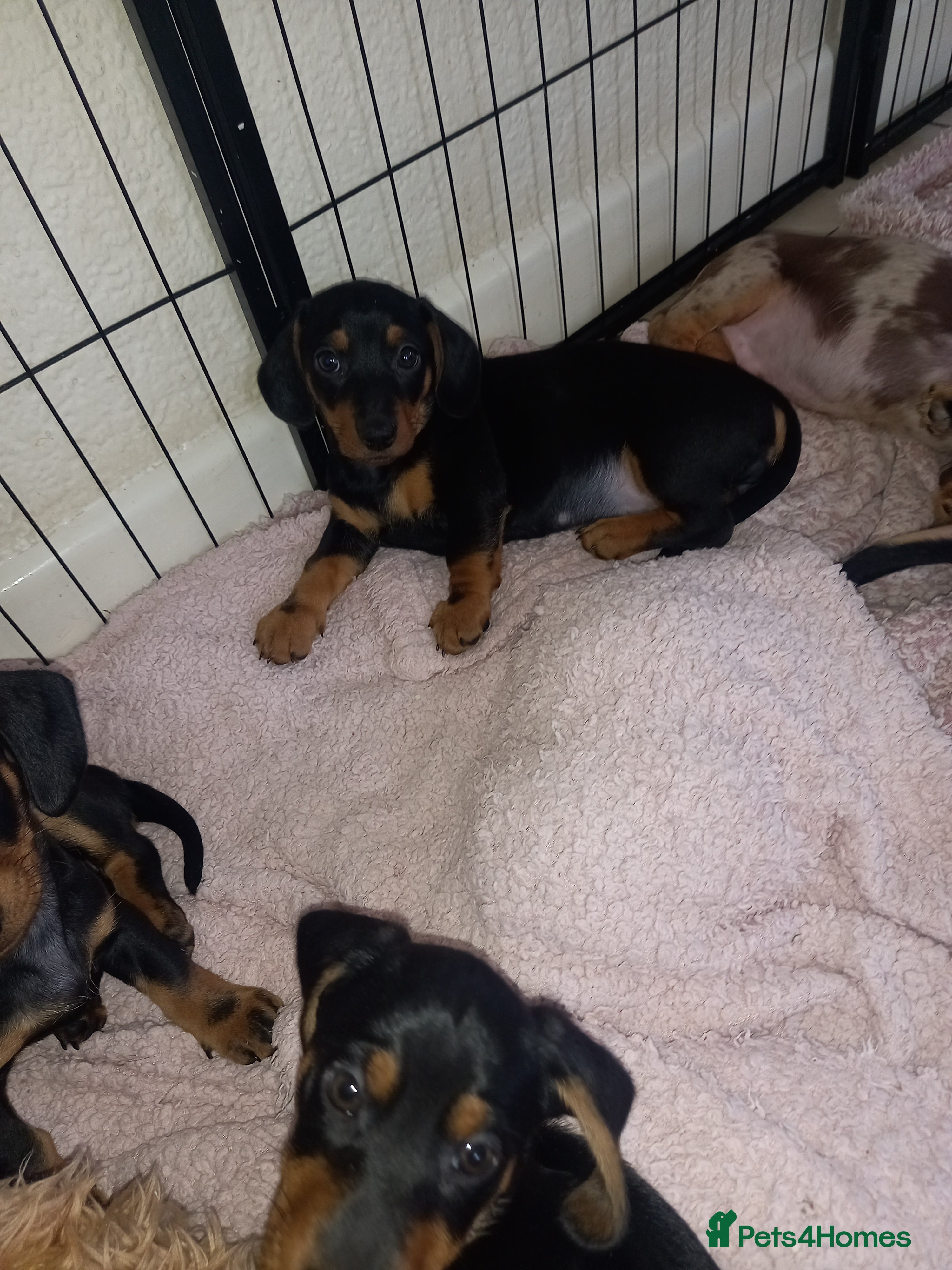 Dachshund dogs Dachsunds 3/4 breed - Advert 10