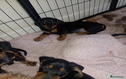 Dachshund dogs for sale: Dachsunds 3/4 breed - Image 5
