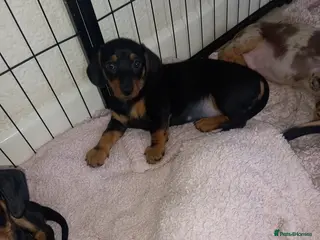 Dachshund dogs Dachsunds 3/4 breed - Advert 19