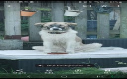Mixed Breed dogs for sale: Beautiful girl looking for a loving home - Image 5