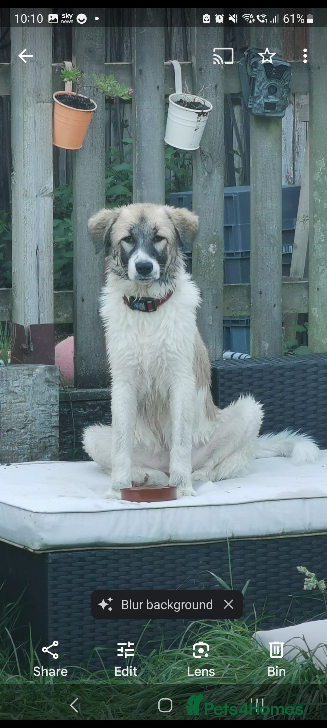 Mixed Breed dogs for sale: Beautiful girl looking for a loving home - Image 5
