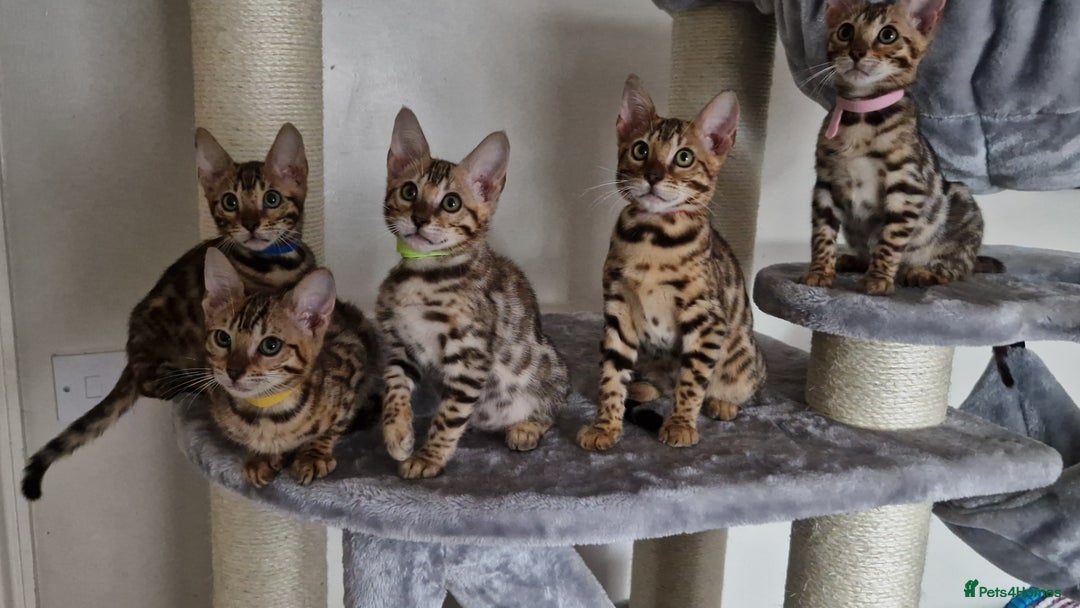 Bengal cats for sale: Last one😍Pure Bengal kittens❤️Ready to go😍 - Image 35