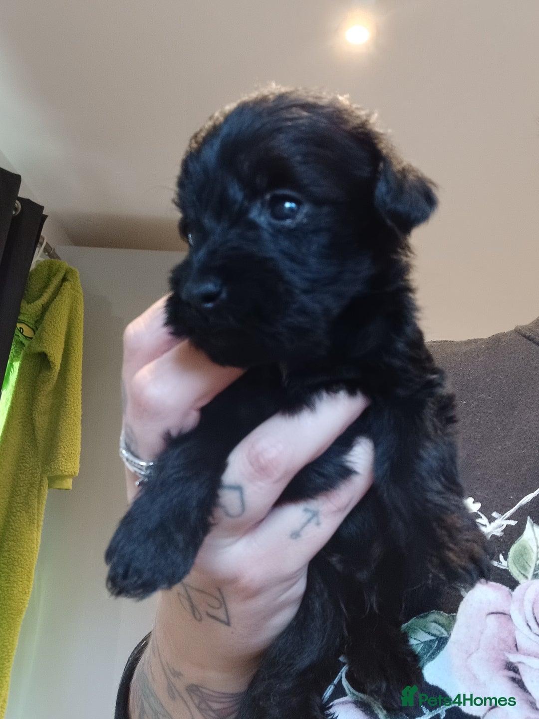 Schnoodle dogs for sale: Schnoodles - poodle and schnauzer mix - Advert 10