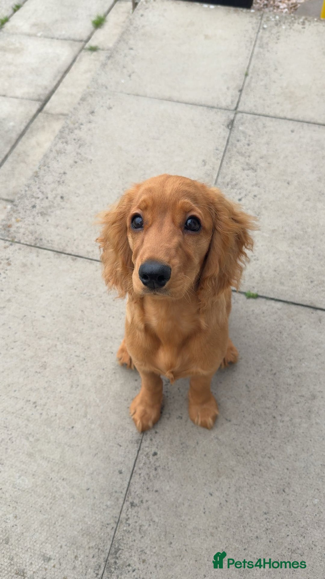 Cockapoo dogs for sale: 8 month puppy - Advert 6