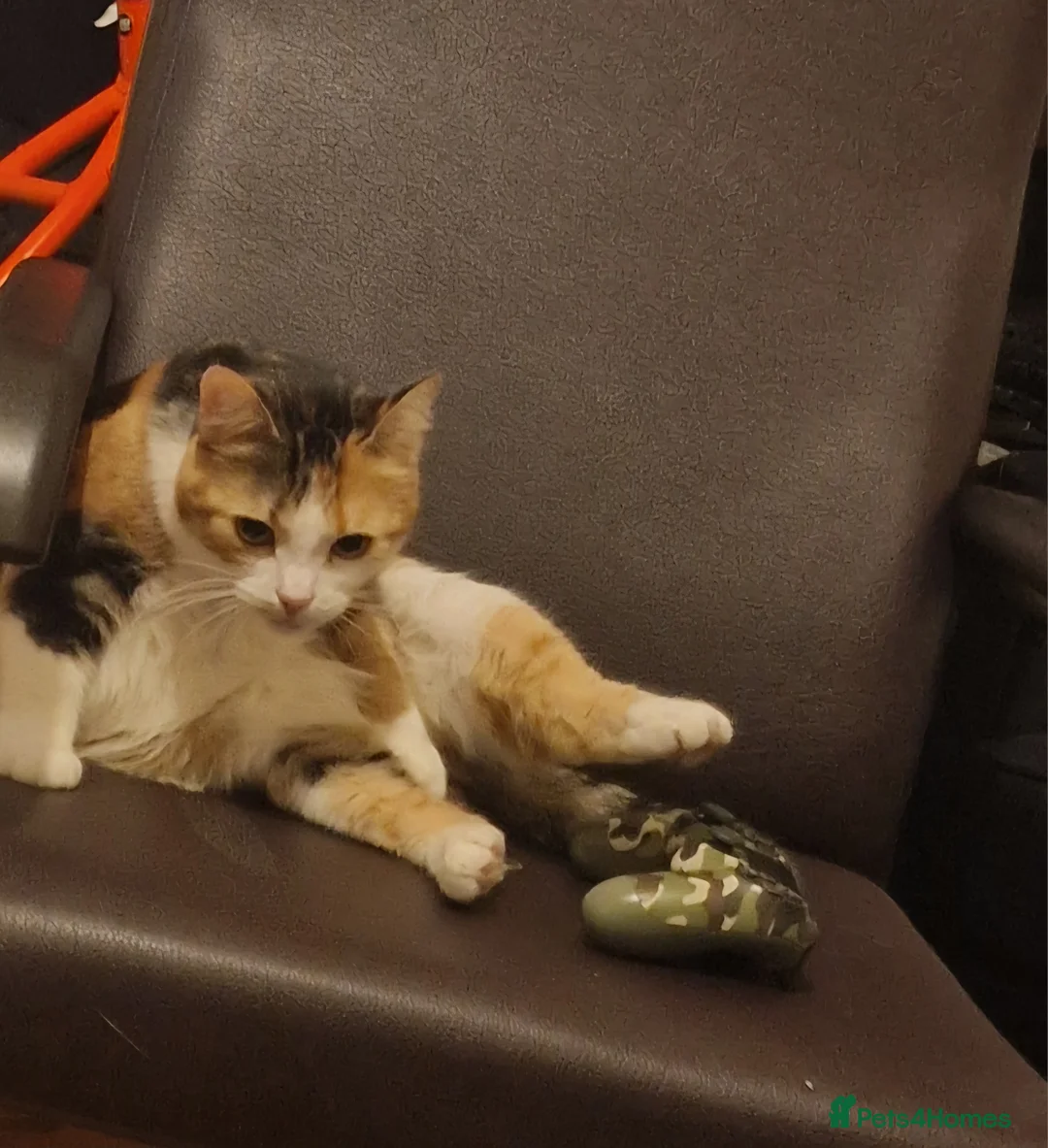 Mixed Breed cats for sale: Female Cat -  **  in Bradford - Advert 5