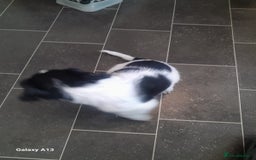 Springador dogs for sale: Ready to leave 😀 - Image 10