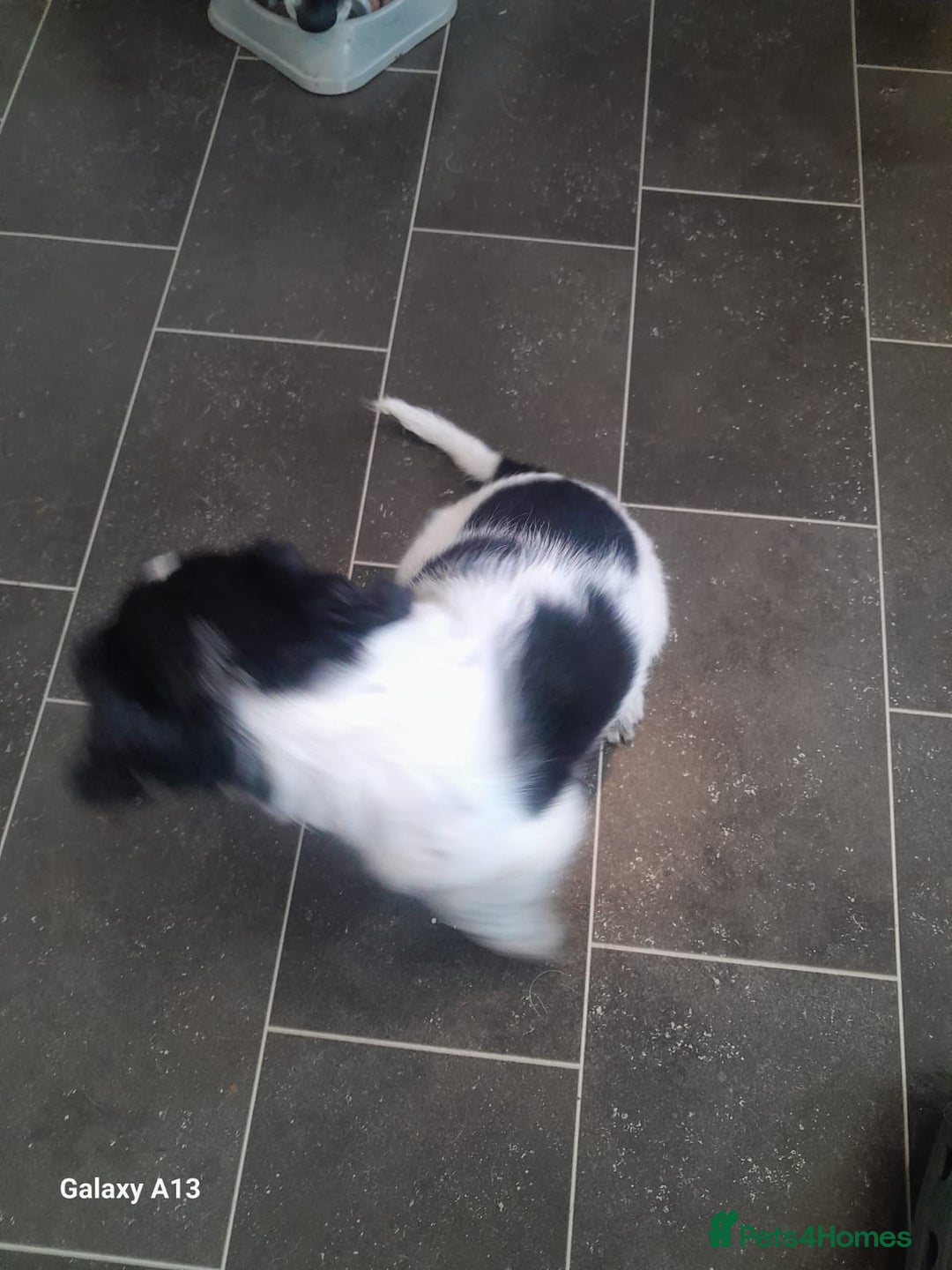 Springador dogs for sale: Ready to leave 😀 - Image 10
