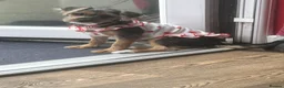 Mixed Breed dogs for sale: Jesse - Advert 4