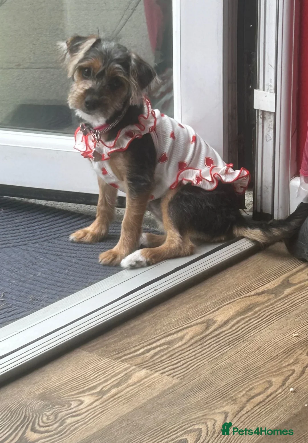 Mixed Breed dogs for sale: Jesse - Advert 4