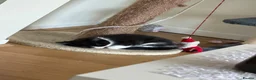 Domestic Shorthair cats for sale: tuxedo loving girl looking for a new home  - Advert 4