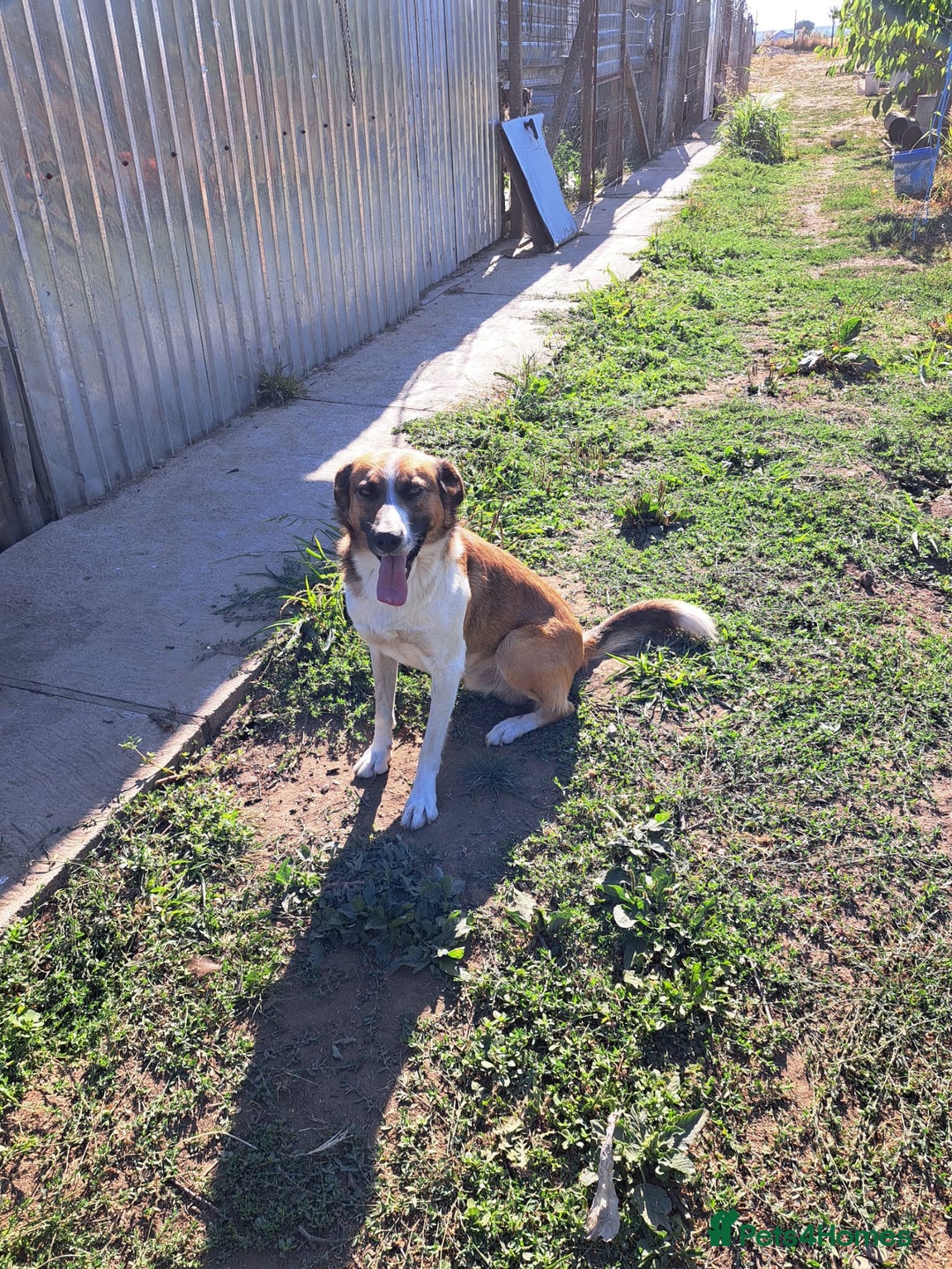 Mixed Breed dogs for adoption: BENNY - a faithful dog for a Loving Home - Image 28