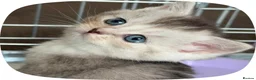 British Shorthair cats for sale: British shorthair X Scottish X ragdoll mix - Advert 14