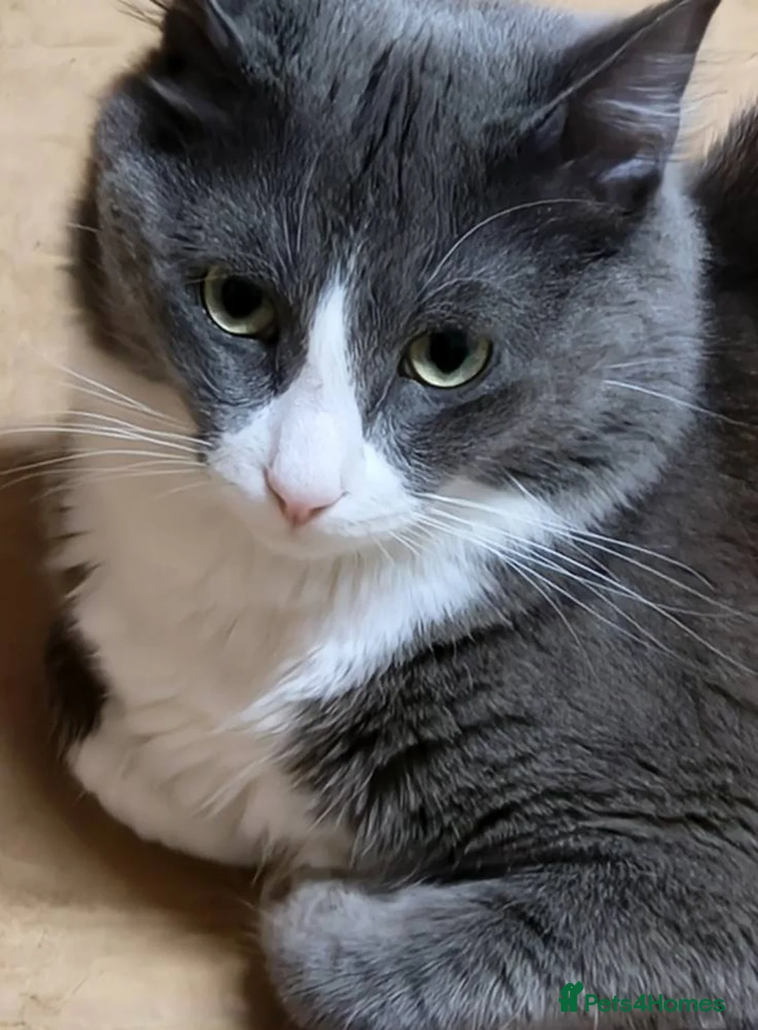 Mixed Breed cats for sale: beautiful male kitten - Advert 8