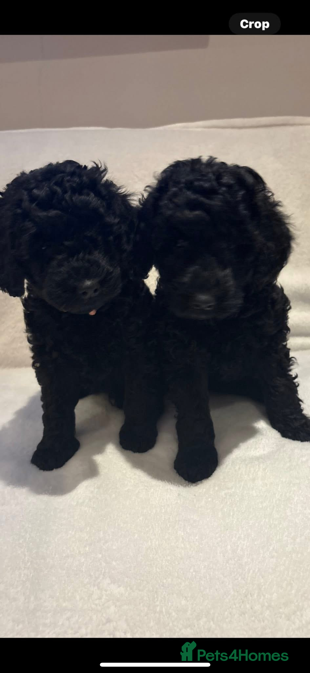 Cockapoo dogs for sale: Beautiful f1b puppies - Image 3