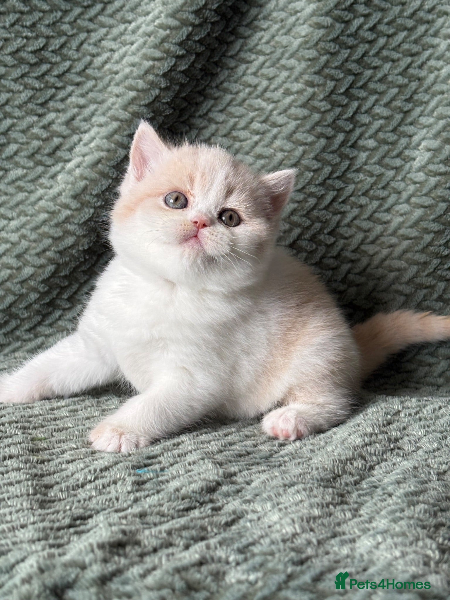 British Shorthair cats Beautiful Gccf registered bsh kittens  - Advert 8