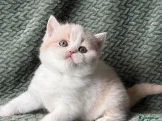British Shorthair cats Beautiful Gccf registered bsh kittens - Advert 8