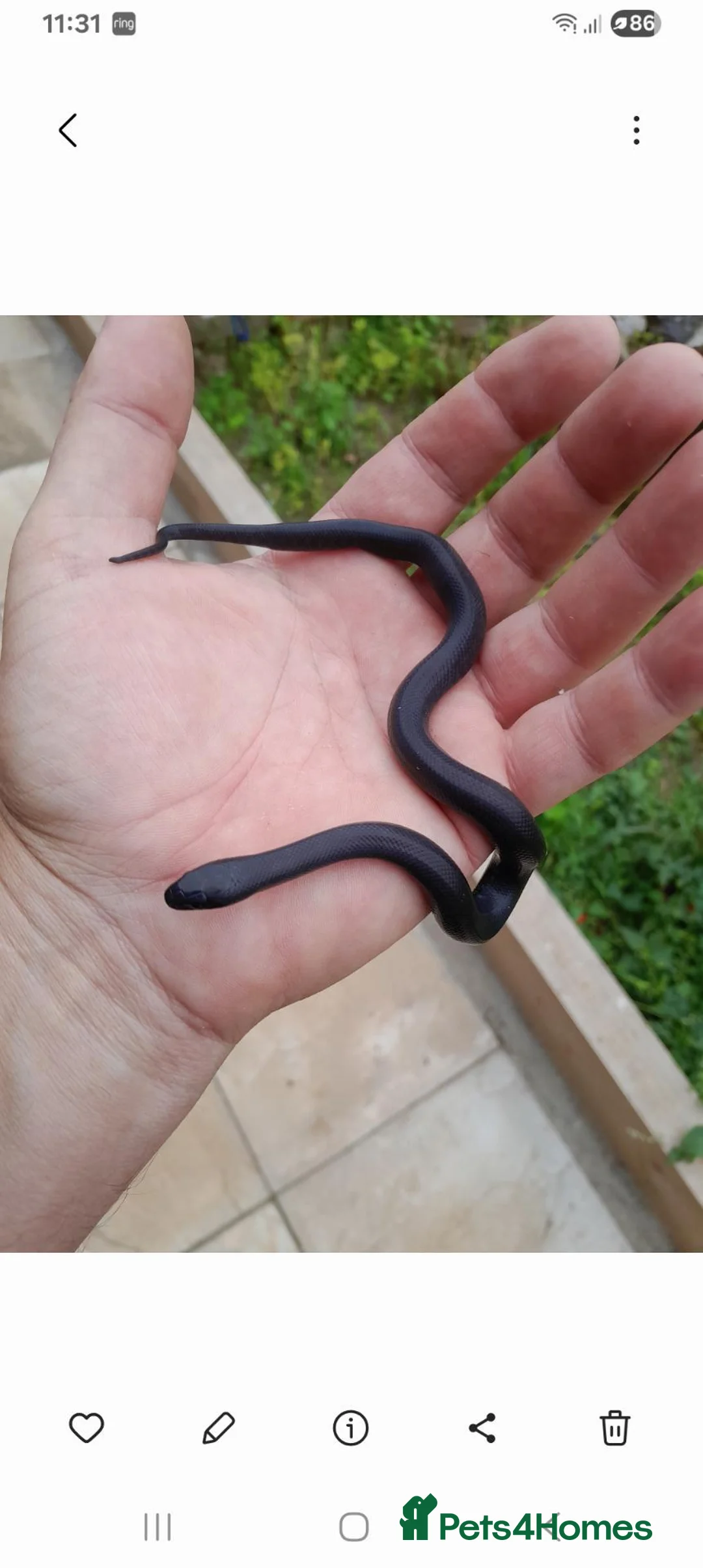 King Snake reptiles for sale: Mexican black kingsnakes  in Beccles - Advert 1