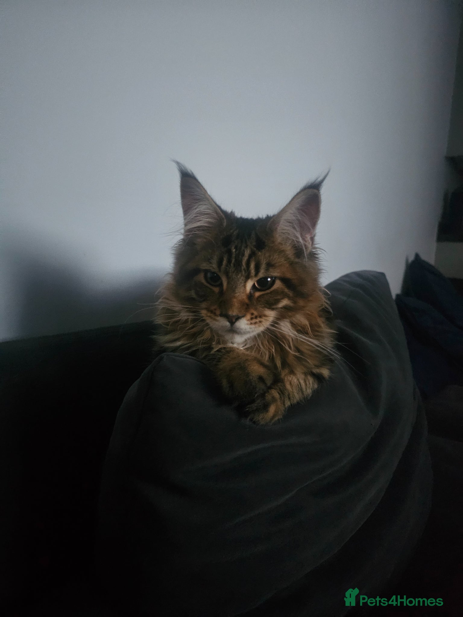 Maine Coon cats for sale: 6 MONTH MAINE COON TABBY BOY FOR SALE - Advert 8