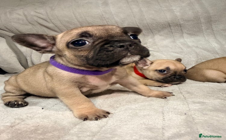 French Bulldog dogs Pedigree Mum Frenchy Pups-Gorgeous and ready soon! - Advert 3