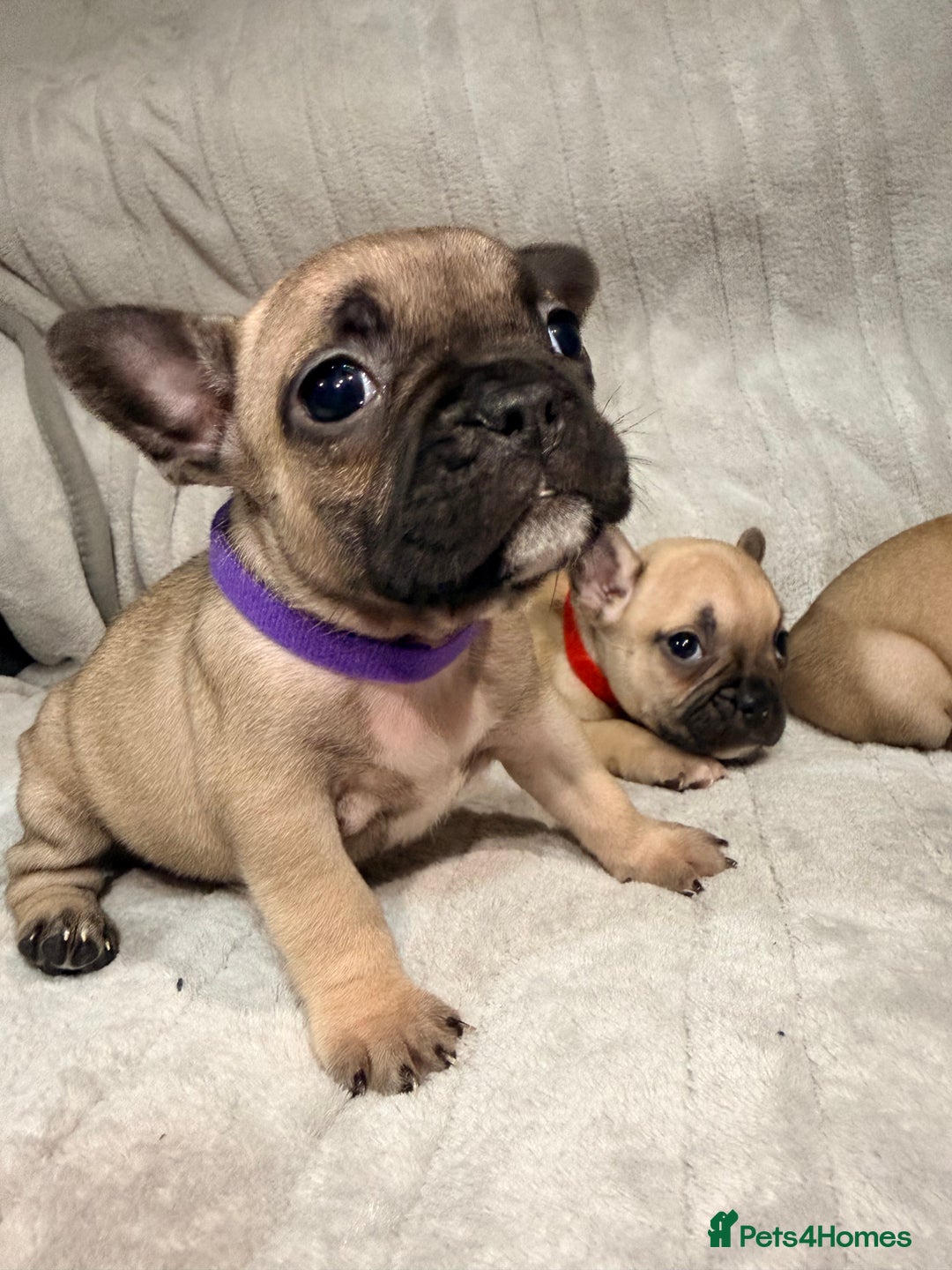 French Bulldog dogs for sale: Pedigree Mum Frenchy Pups-Gorgeous and ready soon! - Advert 1