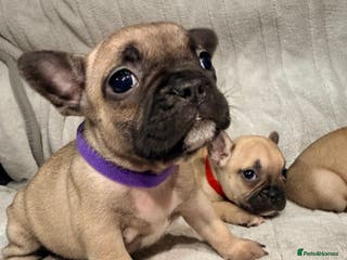 French Bulldog dogs Pedigree Mum Frenchy Pups-Gorgeous and ready soon! - Advert 2