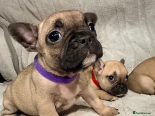 French Bulldog dogs Pedigree Mum Frenchy Pups-Gorgeous ! - Advert 17