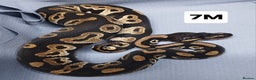 Python Snake reptiles for sale: Hatchling Male Royal Python's  - Advert 9