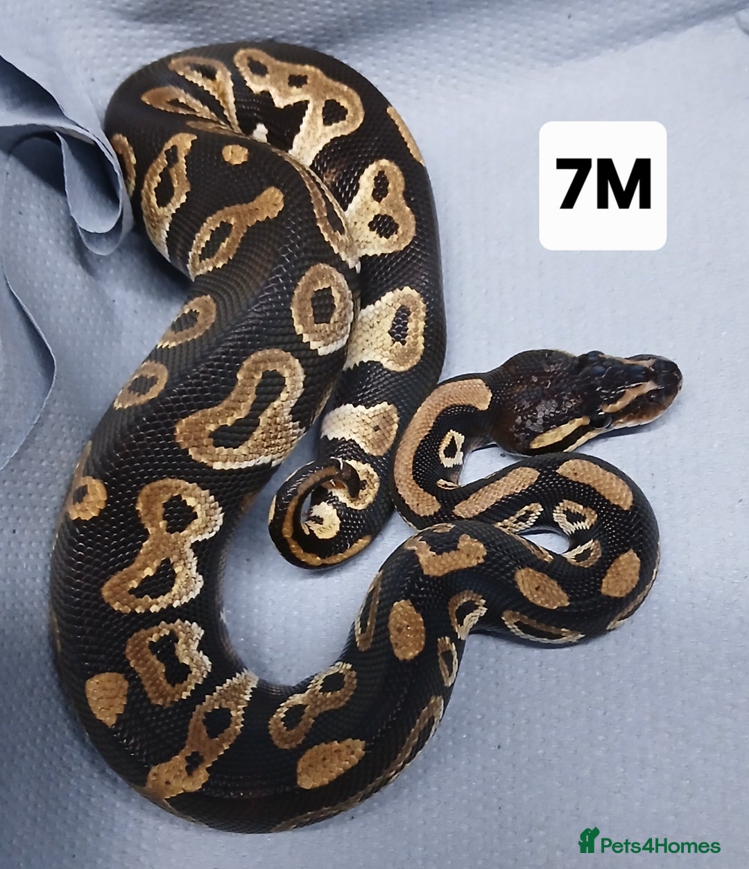 Python Snake reptiles for sale: Hatchling Male Royal Python's  - Advert 9