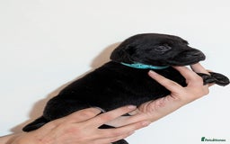 Labrador Retriever dogs for sale: litter of 11 kc reg lab retrievers 10weeks old - Image 16