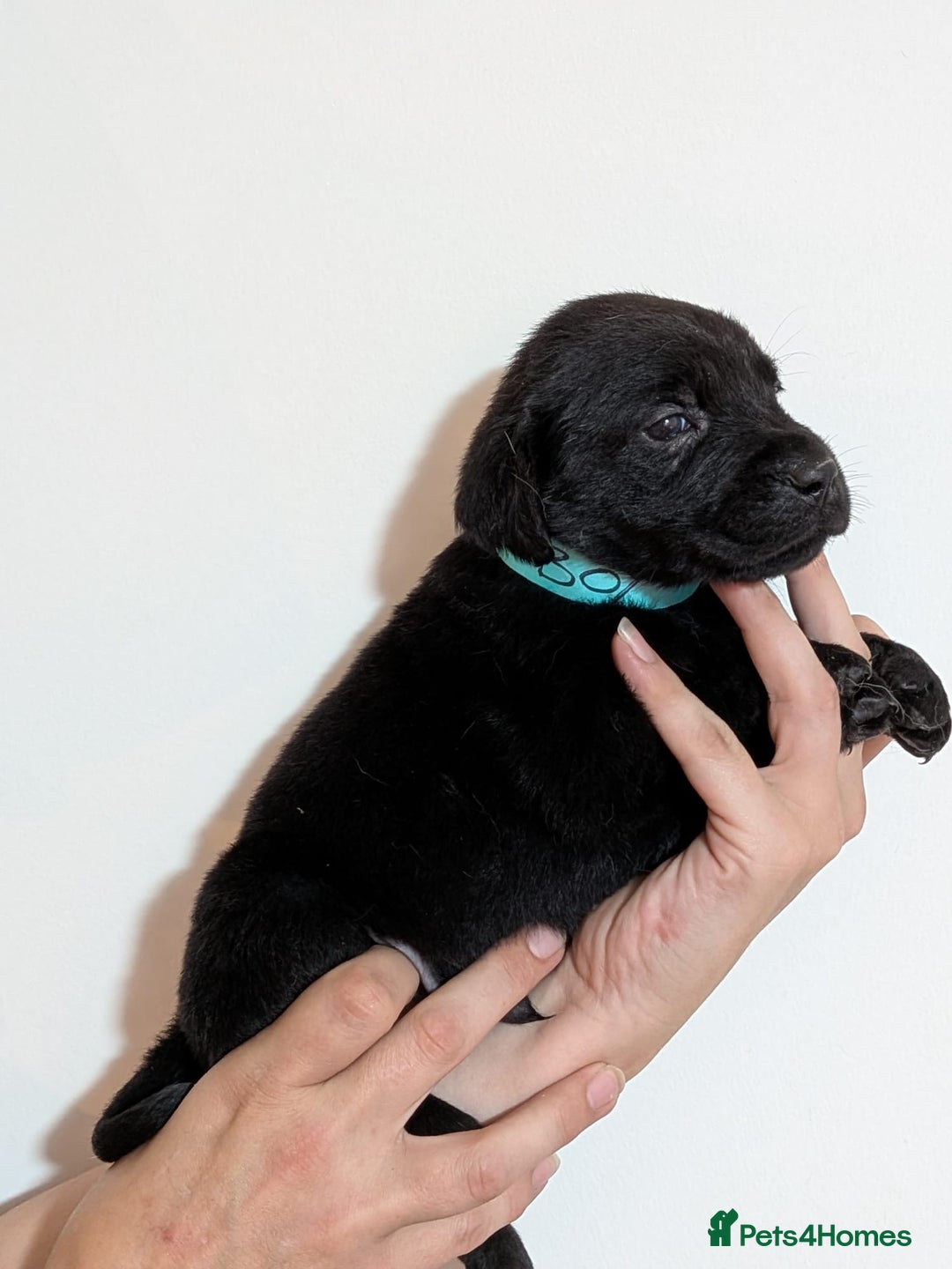Labrador Retriever dogs for sale: litter of 11 kc reg lab retrievers 10weeks old - Image 16