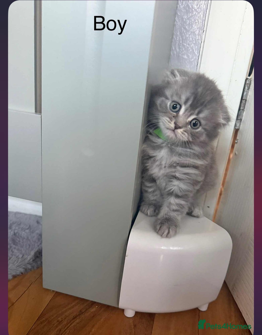 Scottish Fold cats for sale: scottish fold kittens  - Image 6